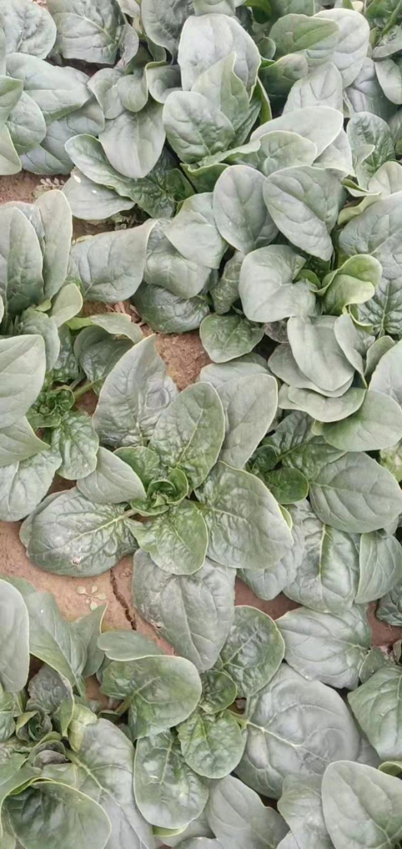 河南杞县通许趴地黑小圆叶菠菜大量上市，欢迎各位老板采购