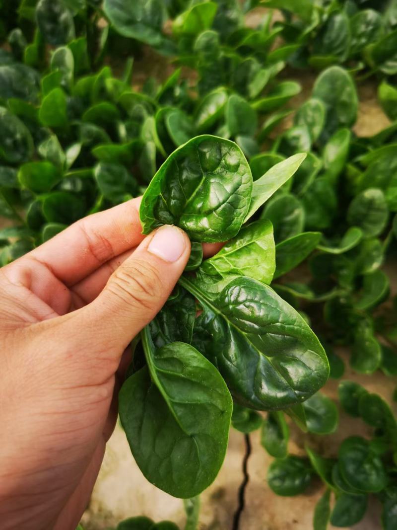 河南杞县通许趴地黑小圆叶菠菜大量上市，欢迎各位老板采购