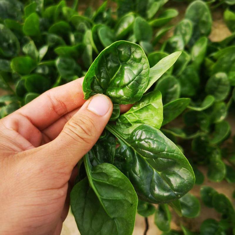 河南杞县通许趴地黑小圆叶菠菜大量上市，欢迎各位老板采购