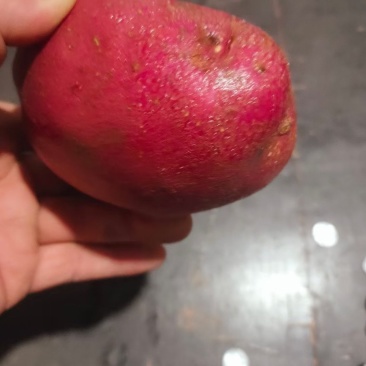 本人有20吨四量起步的土豆处理