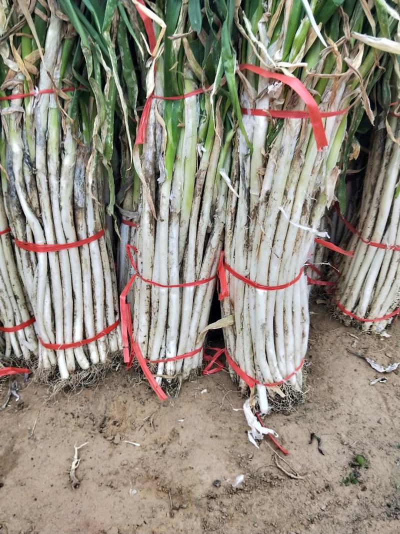 陕西渭南羊角大葱正在热卖中，量大从优，一次合作，钟生朋友