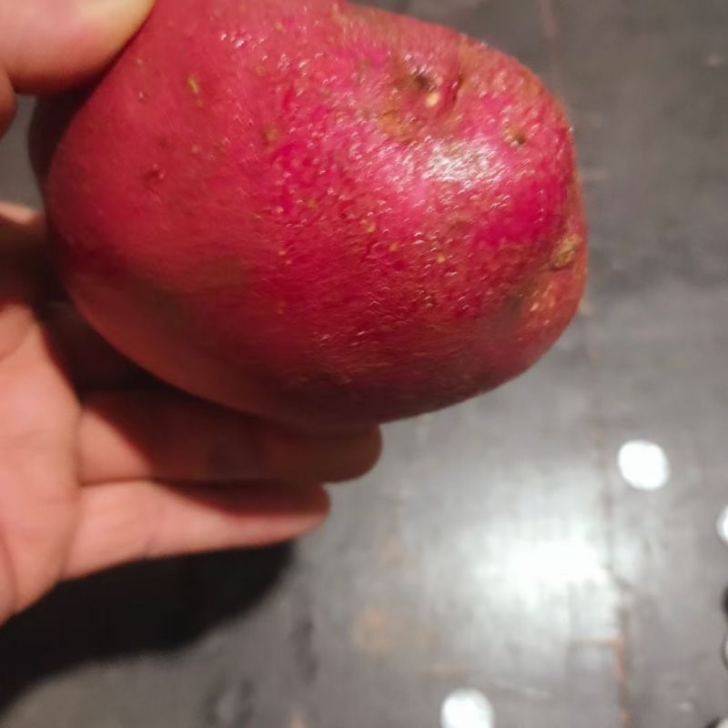 本人有20吨四量起步的土豆处理
