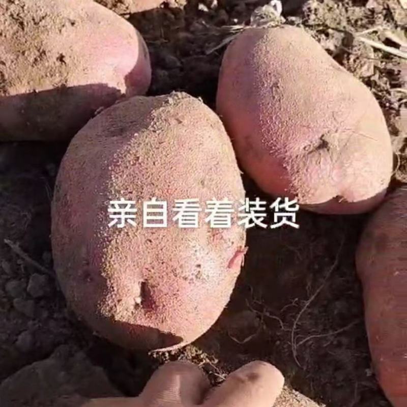 本人有20吨四量起步的土豆处理
