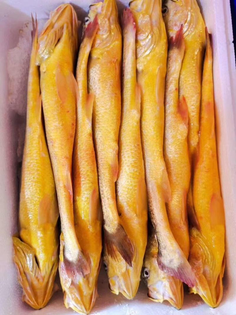 黄鱼冰鲜大黄鱼规格齐全江苏海鲜水产批发黄鱼