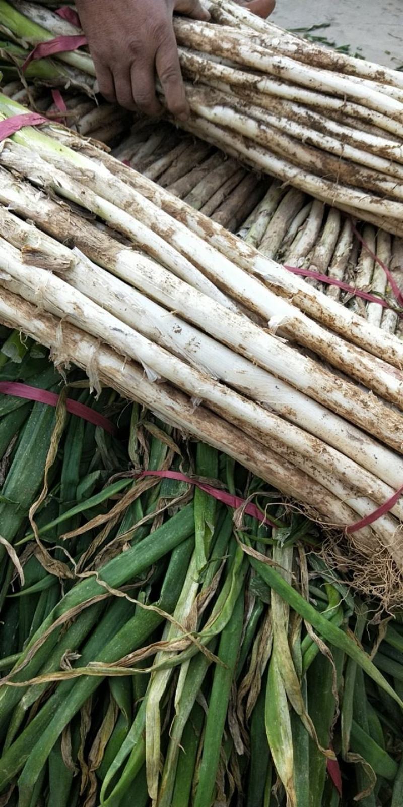 陕西渭南羊角大葱正在热卖中，量大从优，一次合作，钟生朋友