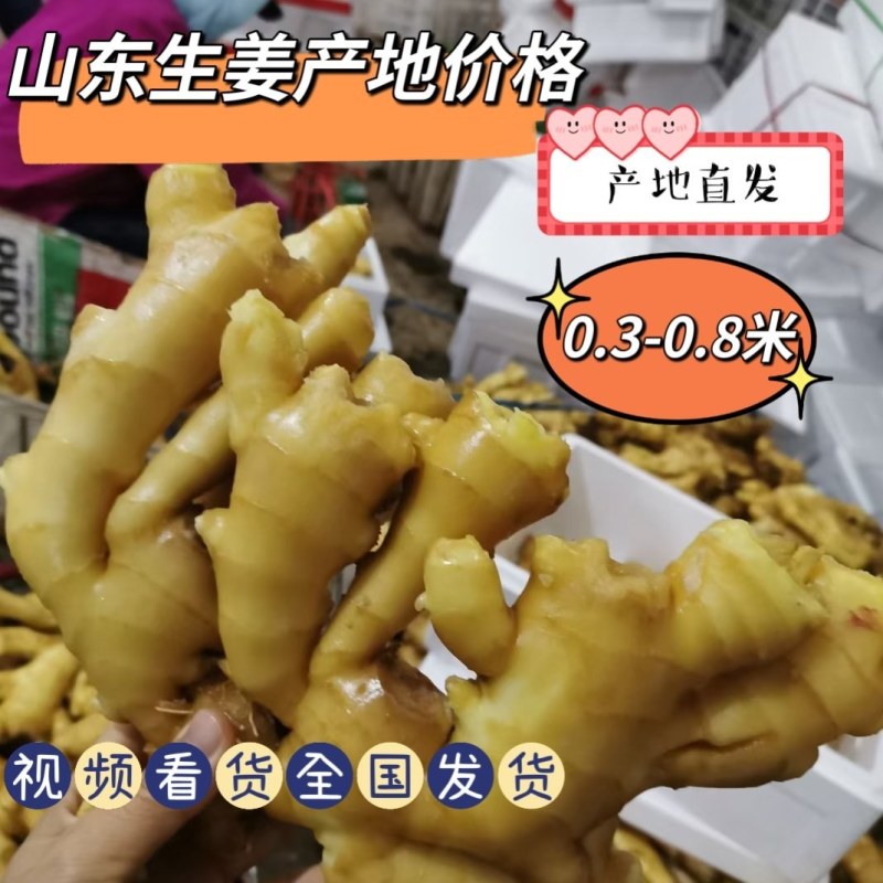 生姜产地常年供应随时货，量大从优，物美价廉，低价对接全国