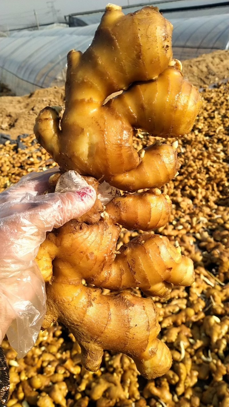 生姜产地常年供应随时货，量大从优，物美价廉，低价对接全国