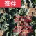 河南杞县通许趴地黑小圆叶菠菜大量上市，欢迎各位老板采购