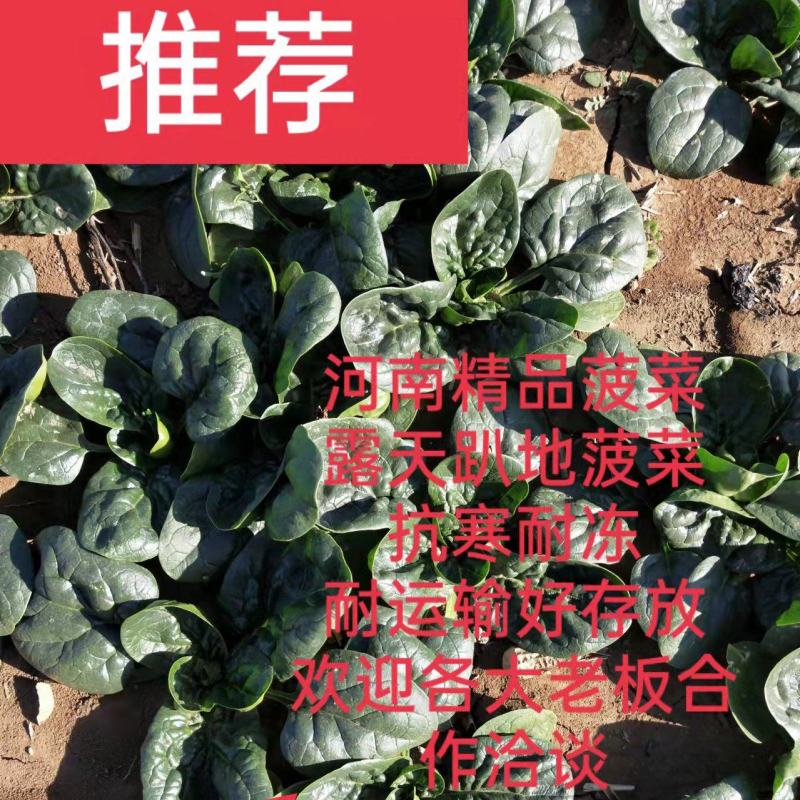 河南杞县通许趴地黑小圆叶菠菜大量上市，欢迎各位老板采购