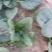 河南杞县通许趴地黑小圆叶菠菜大量上市，欢迎各位老板采购