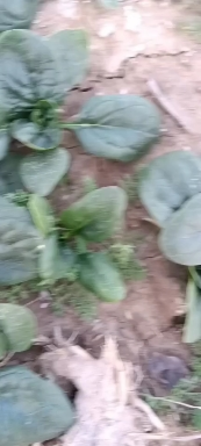 河南杞县通许趴地黑小圆叶菠菜大量上市，欢迎各位老板采购
