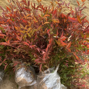南天竹绿化苗木庭院植物绿化南天竹苗南天竹红天竹