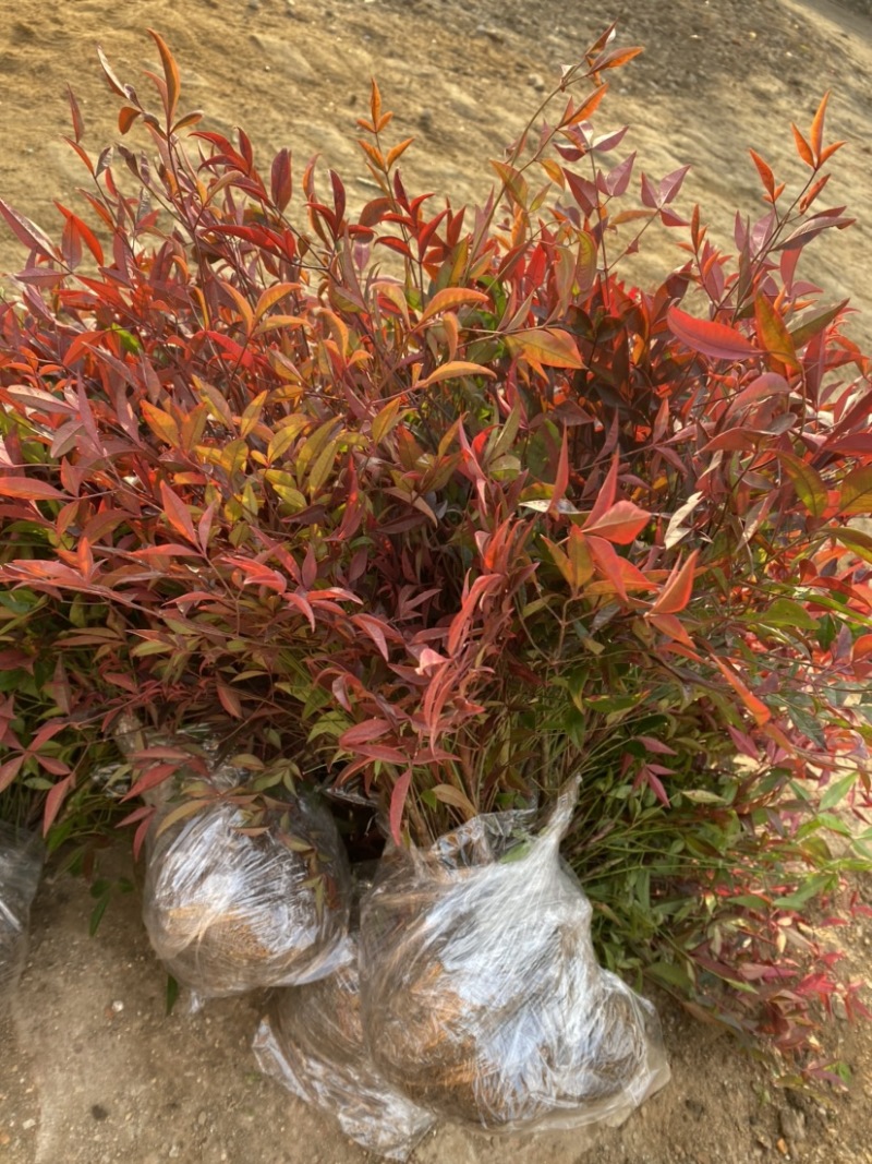 南天竹绿化苗木庭院植物绿化南天竹苗南天竹红天竹
