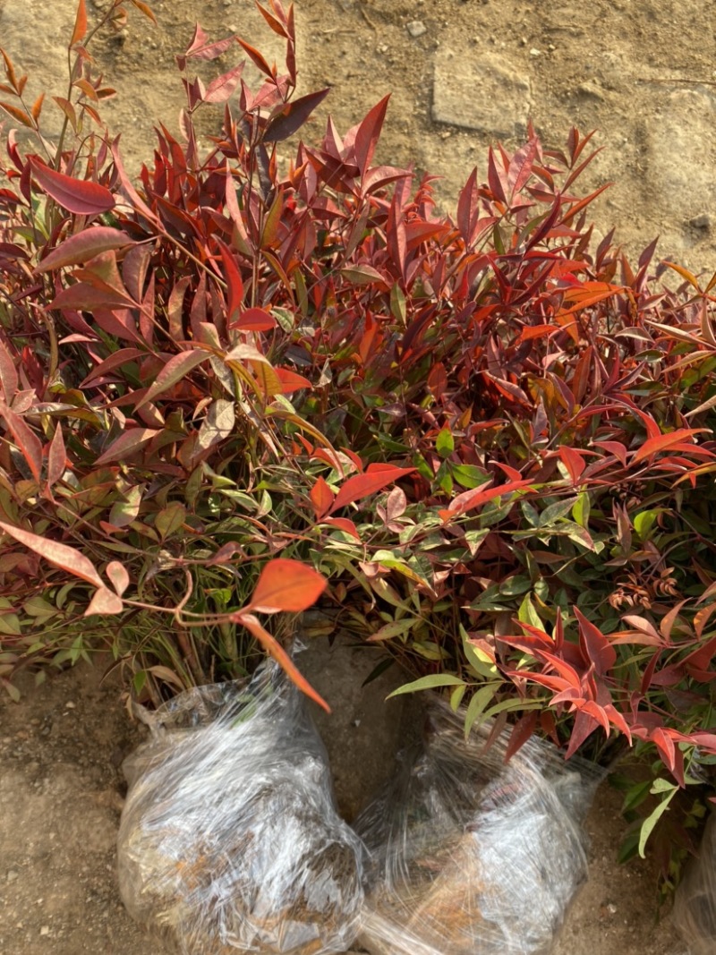 南天竹绿化苗木庭院植物绿化南天竹苗南天竹红天竹