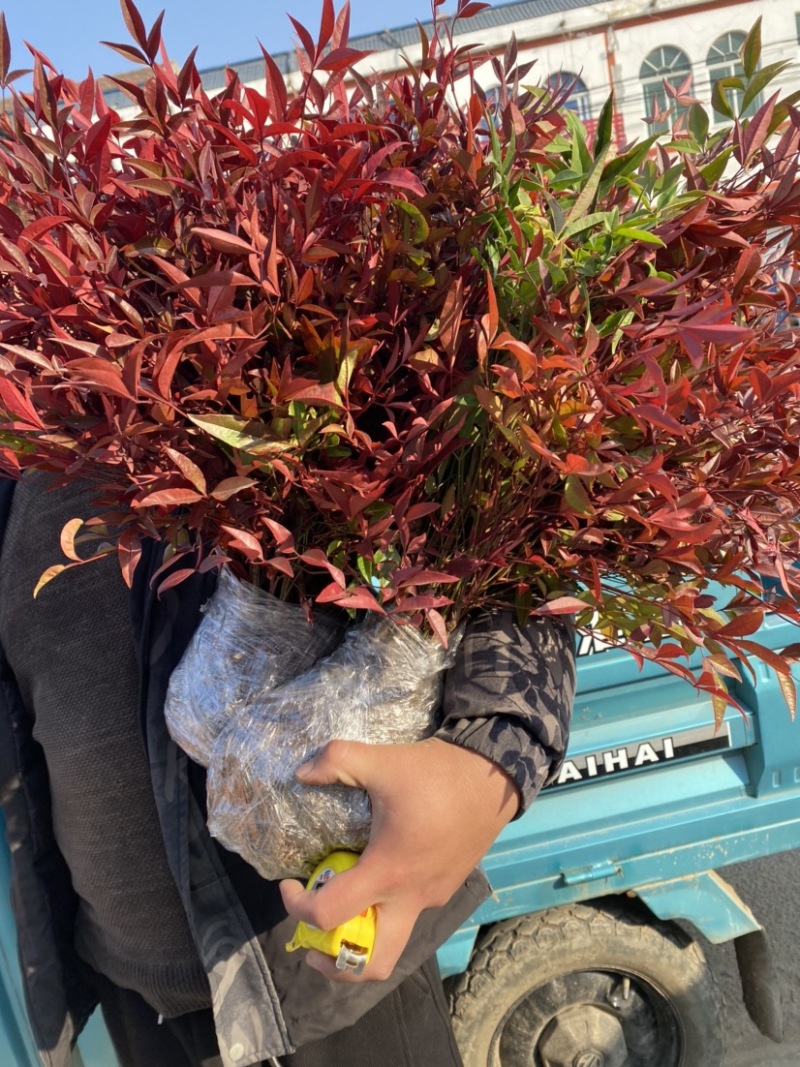 南天竹绿化苗木庭院植物绿化南天竹苗南天竹红天竹