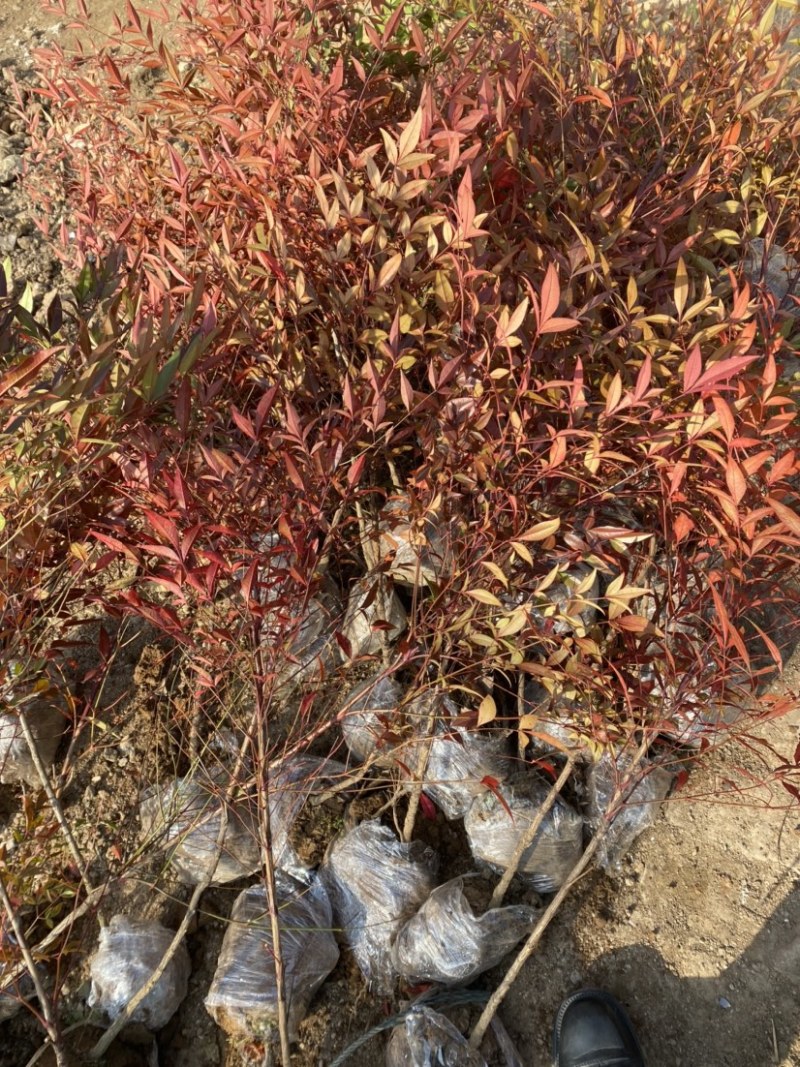 南天竹绿化苗木庭院植物绿化南天竹苗南天竹红天竹