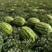 新郑杂五号西瓜种子农家种植早熟品种丰产红甜度高红壤西瓜种