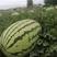 新郑杂五号西瓜种子农家种植早熟品种丰产红甜度高红壤西瓜种