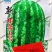 新郑杂五号西瓜种子农家种植早熟品种丰产红甜度高红壤西瓜种
