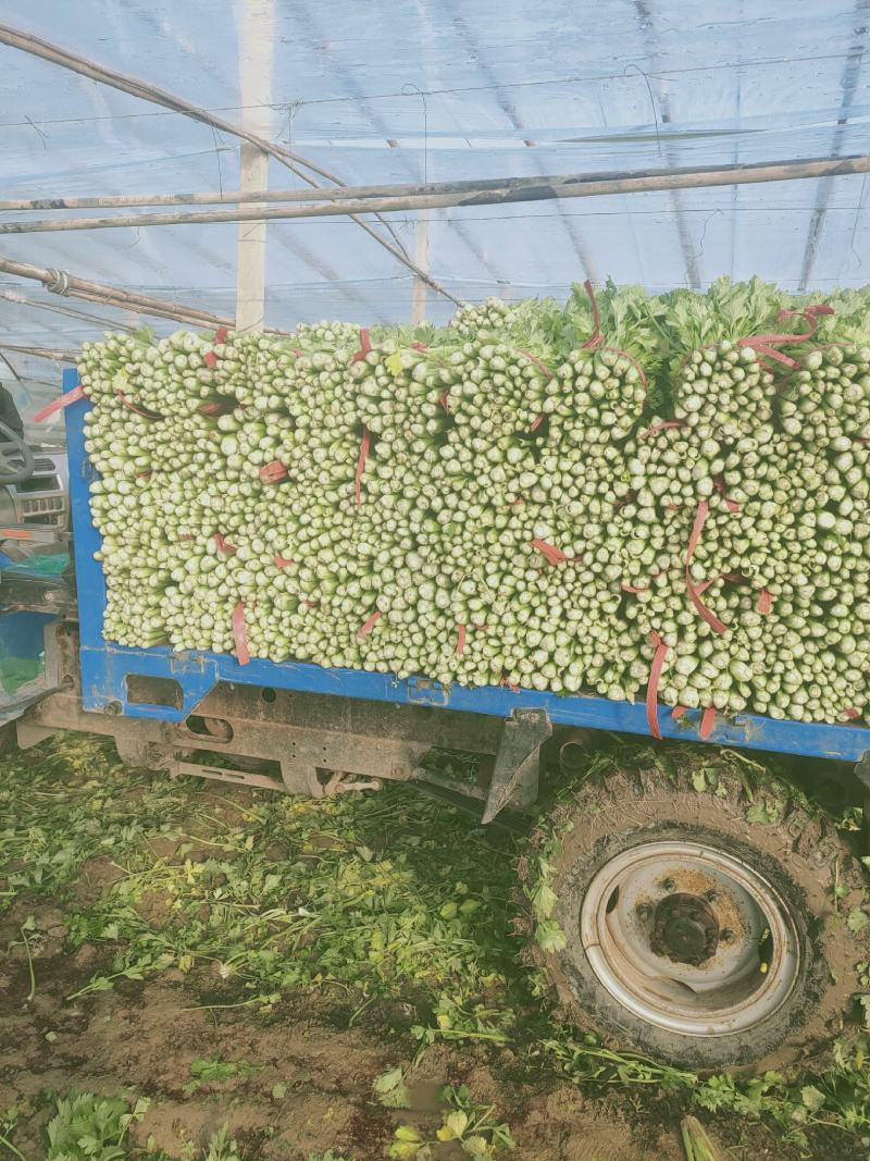 芹菜，西芹，大中小棵，走市场，超市，工厂，电商，基地直供
