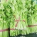 芹菜，西芹，大中小棵，走市场，超市，工厂，电商，基地直供