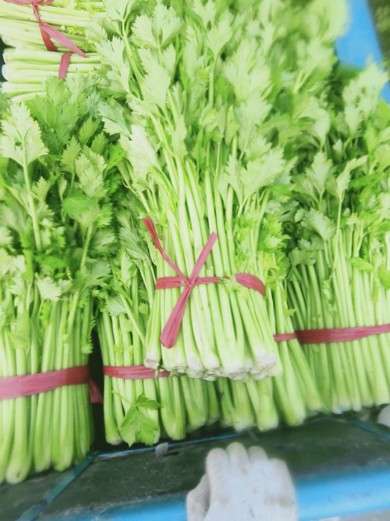 芹菜，西芹，大中小棵，走市场，超市，工厂，电商，基地直供