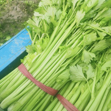 芹菜，西芹，大中小棵，走市场，超市，工厂，电商，基地直供