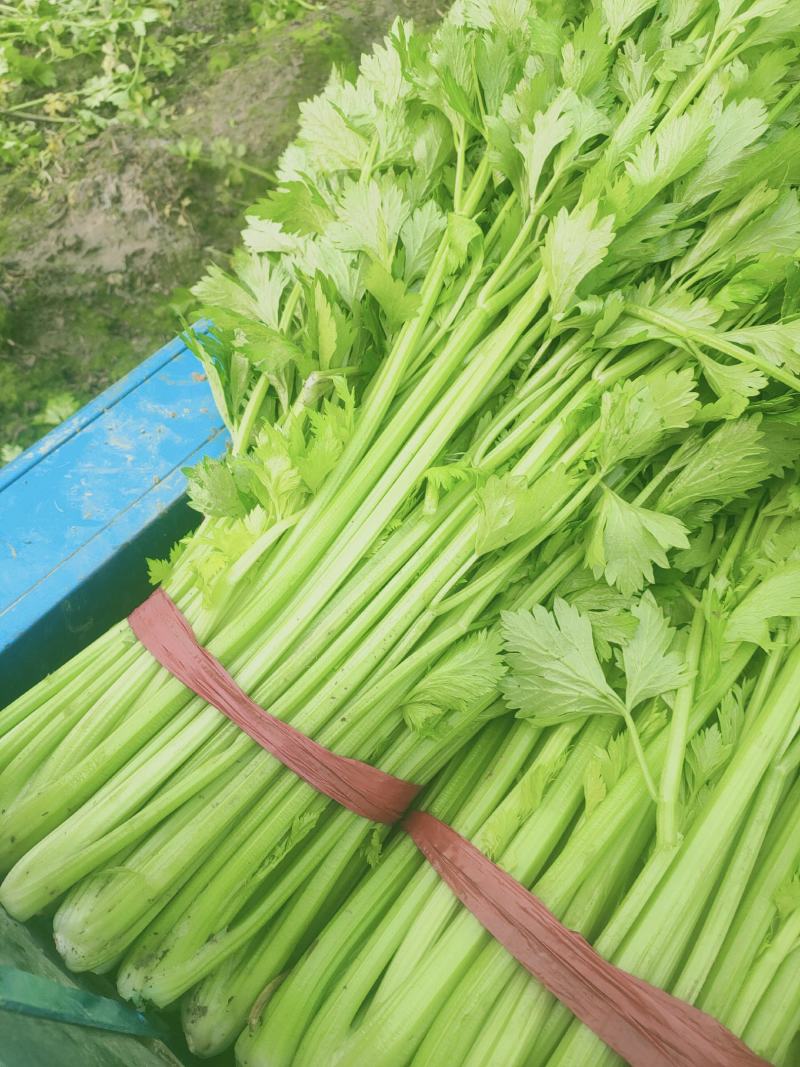 芹菜，西芹，大中小棵，走市场，超市，工厂，电商，基地直供