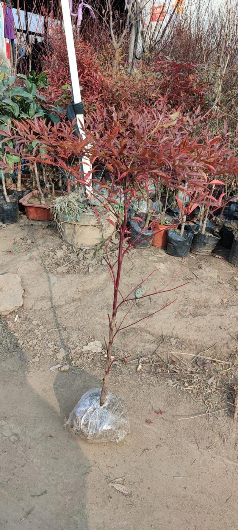 南天竹绿化苗木庭院植物绿化南天竹苗南天竹红天竹
