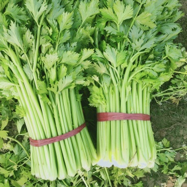 芹菜，西芹。夏邑芹菜。大棚芹菜。大中小棵各种品阶
