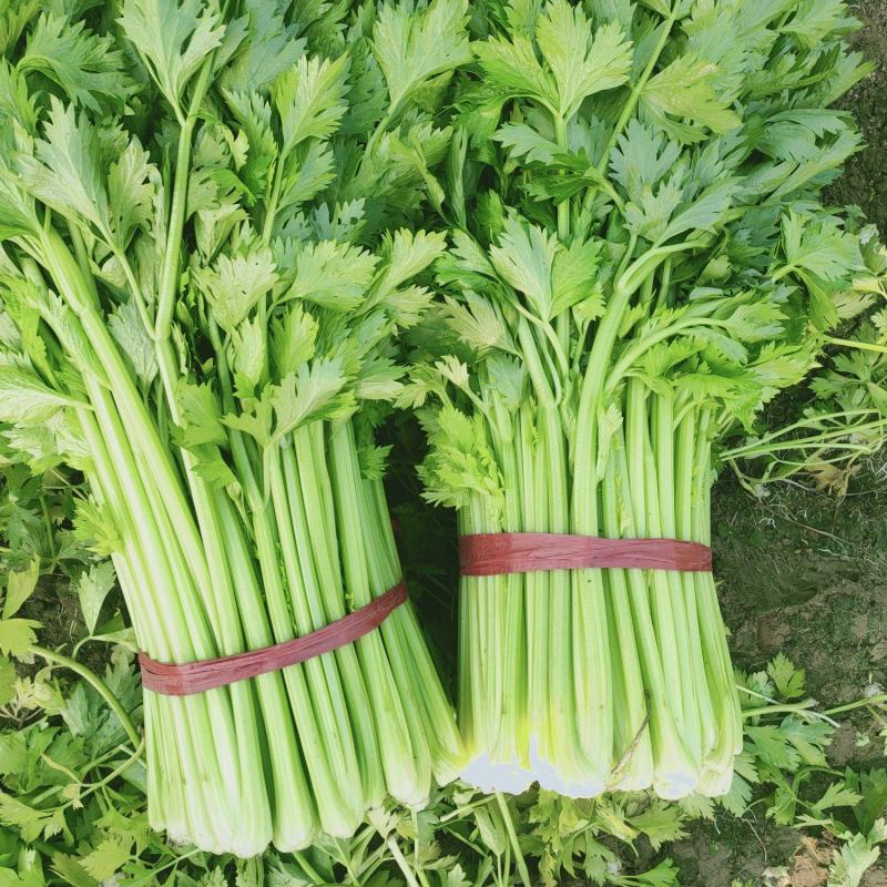 芹菜，西芹。夏邑芹菜。大棚芹菜。大中小棵各种品阶