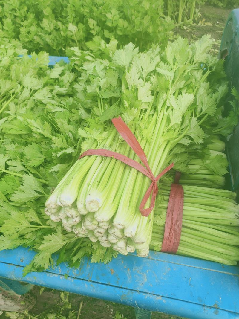 芹菜，西芹。夏邑芹菜。大棚芹菜。大中小棵各种品阶