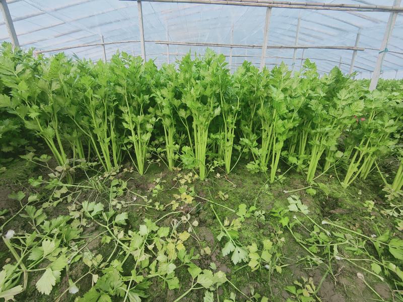 芹菜，西芹。夏邑芹菜。大棚芹菜。大中小棵各种品阶