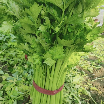 芹菜西芹，大中小棵。基地直供一手货源量大质优价格便宜。