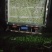 芹菜西芹，大中小棵。基地直供一手货源量大质优价格便宜。