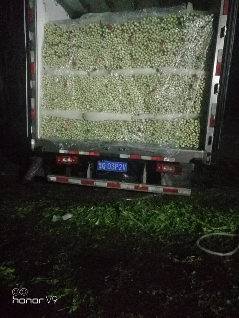 芹菜西芹，大中小棵。基地直供一手货源量大质优价格便宜。