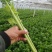 芹菜西芹，大中小棵。基地直供一手货源量大质优价格便宜。