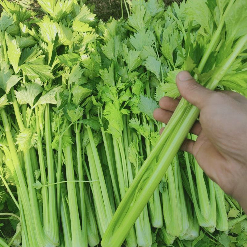 芹菜西芹，大中小棵。基地直供一手货源量大质优价格便宜。