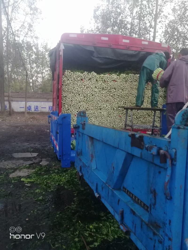 芹菜西芹，大中小棵。基地直供一手货源量大质优价格便宜。