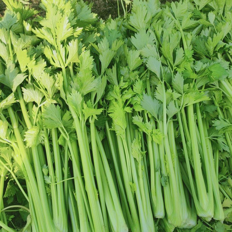 芹菜西芹，大中小棵。基地直供一手货源量大质优价格便宜。