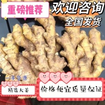 【实力代收】小黄姜产地大量现货，一手货源，欢迎来电咨询