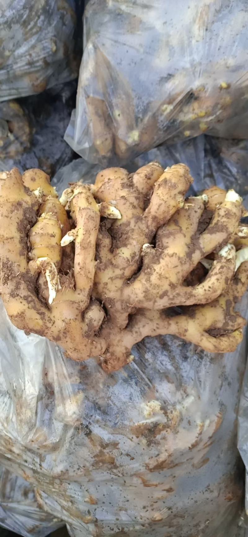 【实力代收】小黄姜产地大量现货，一手货源，欢迎来电咨询