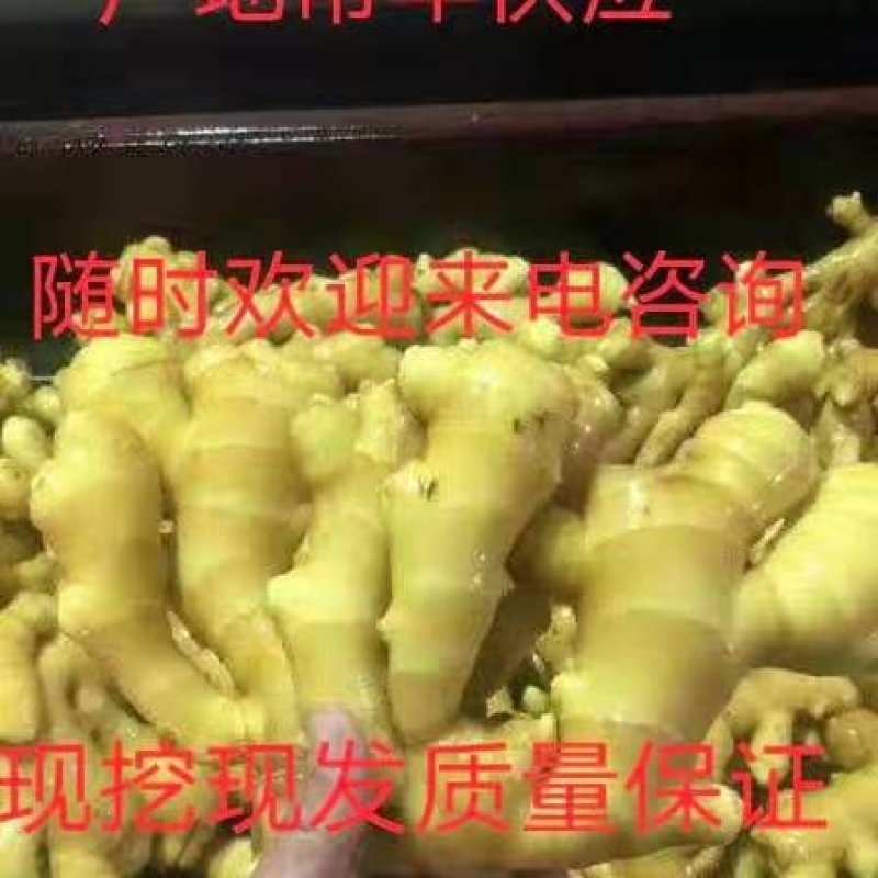 【实力代收】小黄姜产地大量现货，一手货源，欢迎来电咨询