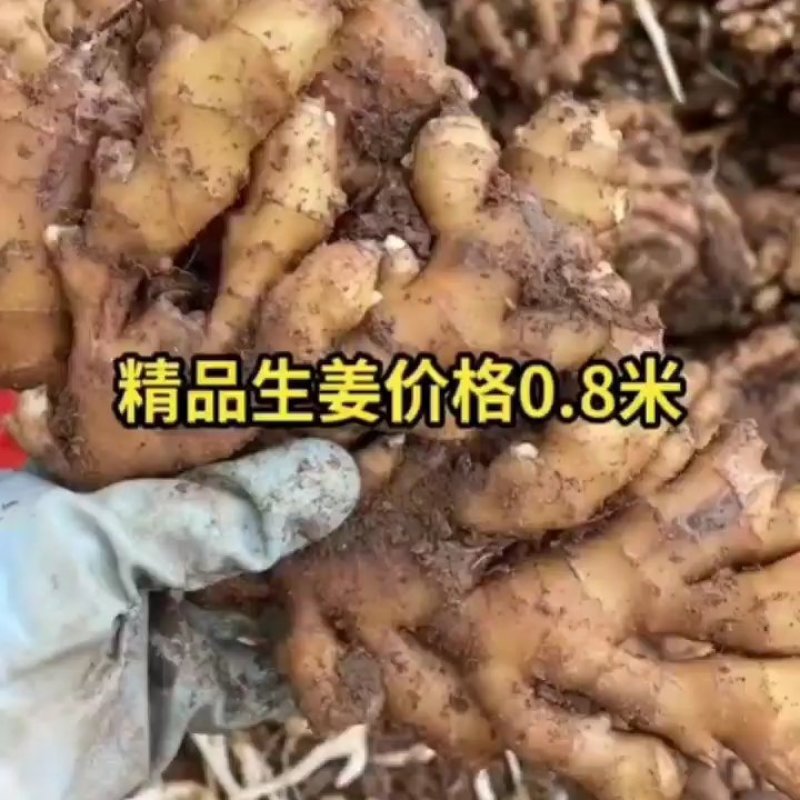 【实力代收】小黄姜产地大量现货，一手货源，欢迎来电咨询