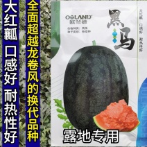 欧兰德黑马西瓜种子超龙卷风黑美人耐热大红瓤露地专用