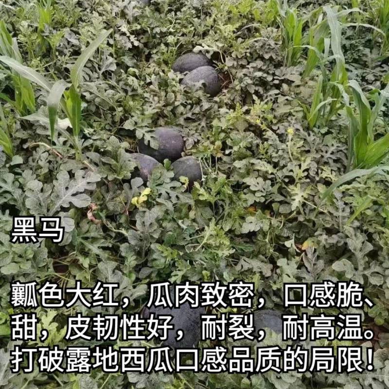 欧兰德黑马西瓜种子超龙卷风黑美人耐热大红瓤露地专用