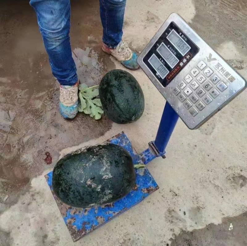 欧兰德黑马西瓜种子超龙卷风黑美人耐热大红瓤露地专用