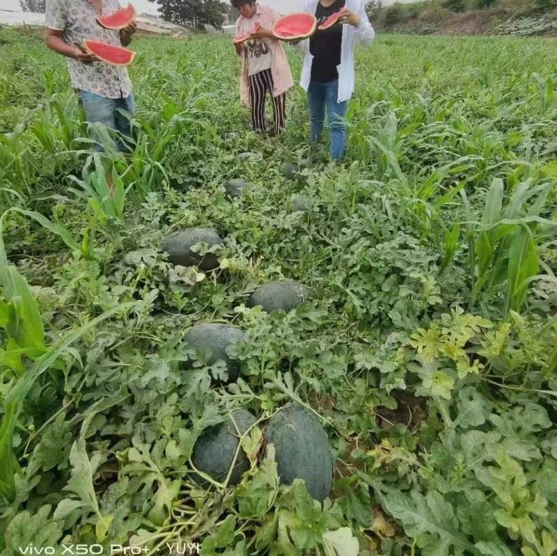 欧兰德黑马西瓜种子超龙卷风黑美人耐热大红瓤露地专用