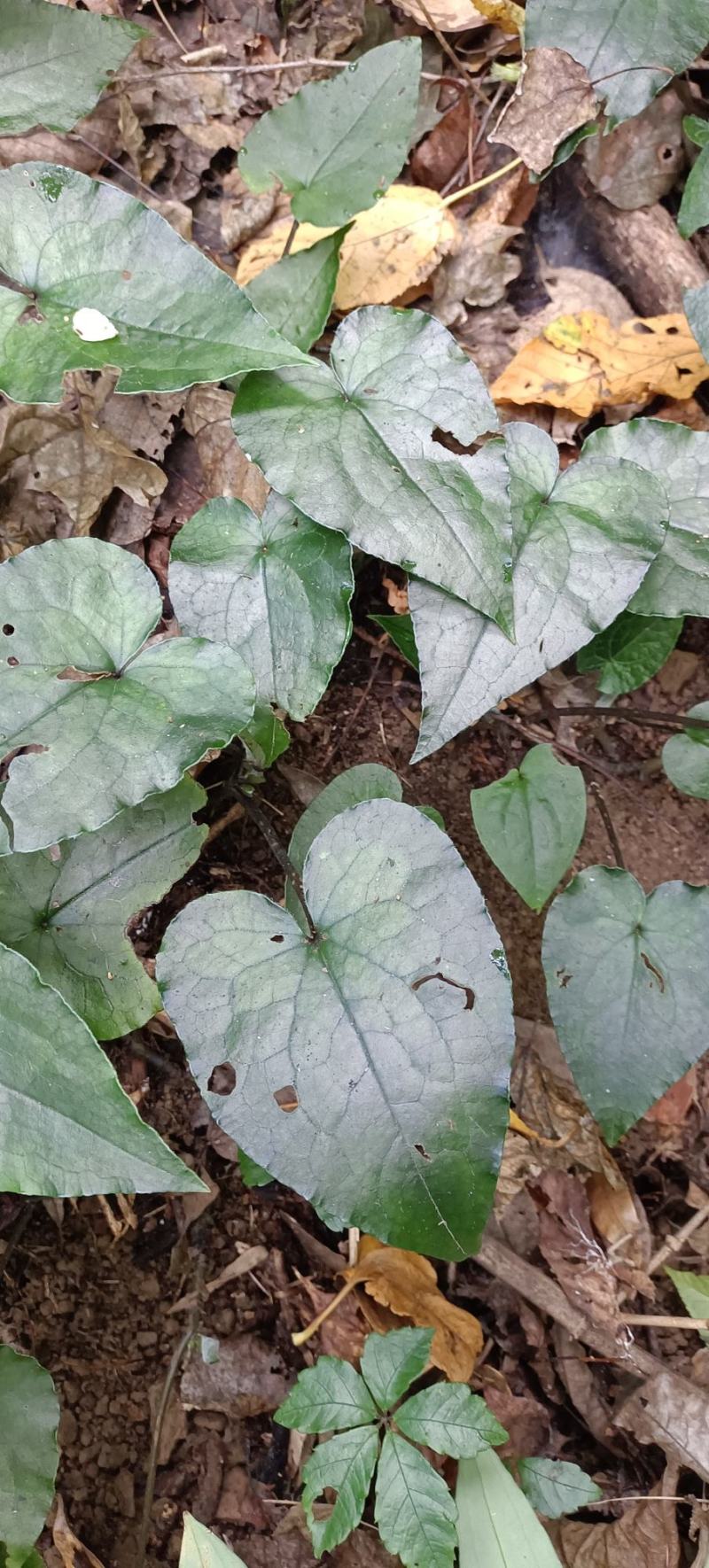 原始森林里野生南细辛