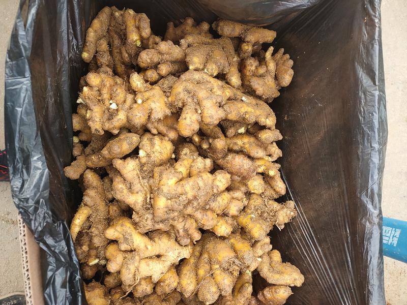 山东优质小黄姜货源充足保证质量，以质量论价格
